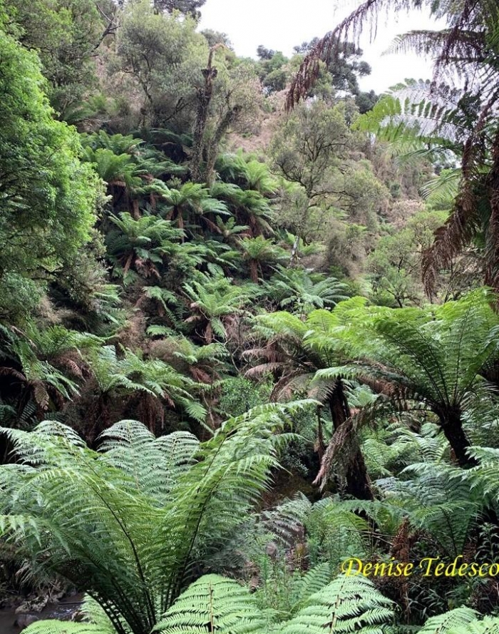 Dicksonia sellowiana