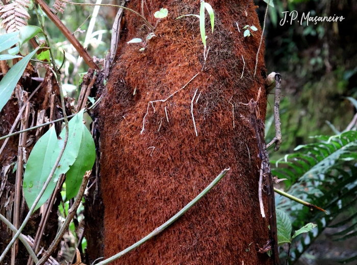 Dicksonia sellowiana