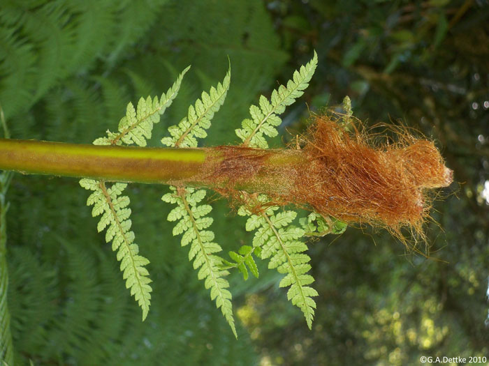 Dicksonia sellowiana