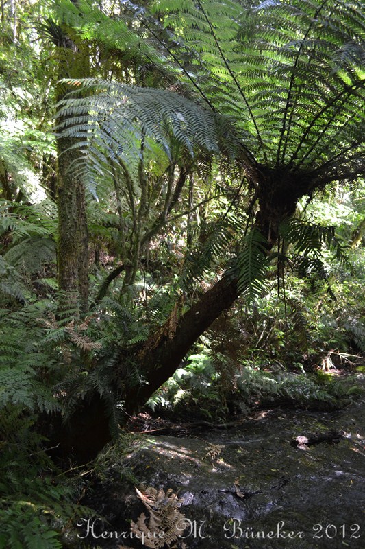 Dicksonia sellowiana