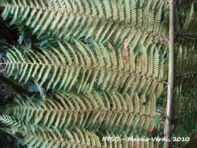 Dicksonia sellowiana