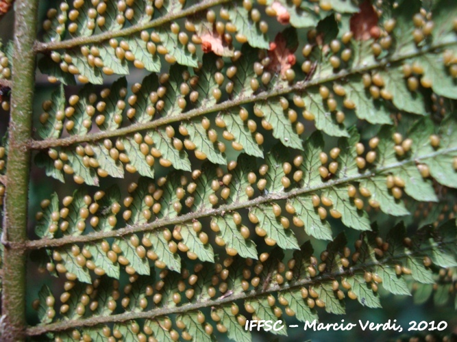 Dicksonia sellowiana