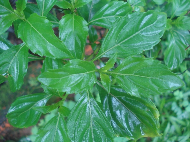 Ocimum carnosum
