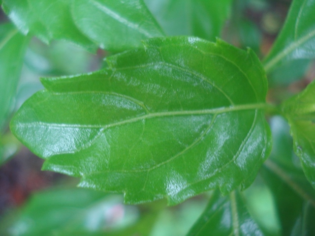 Ocimum carnosum