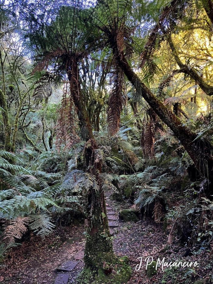 Dicksonia sellowiana