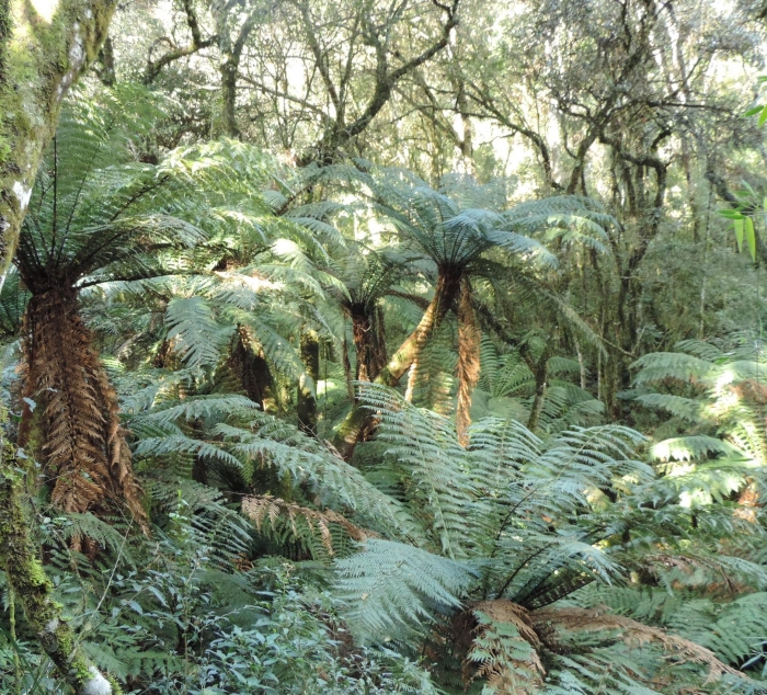 Dicksonia sellowiana