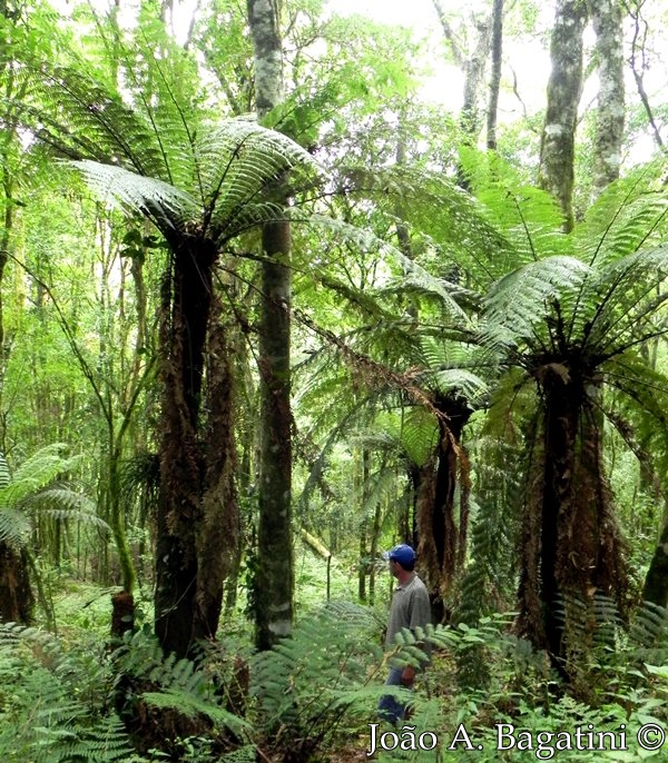 Dicksonia sellowiana