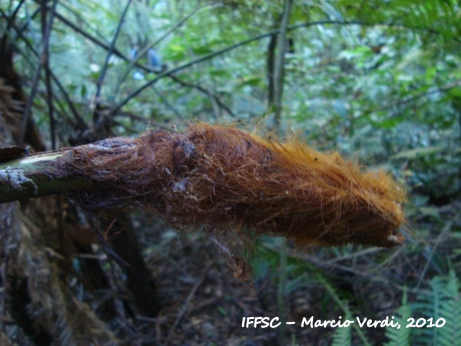 Dicksonia sellowiana