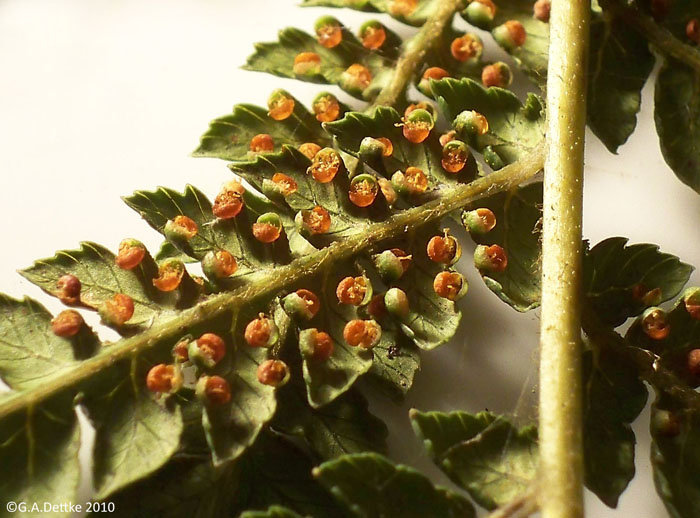 Dicksonia sellowiana