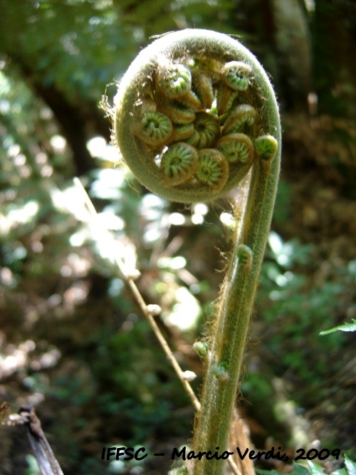 Dicksonia sellowiana