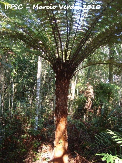 Dicksonia sellowiana