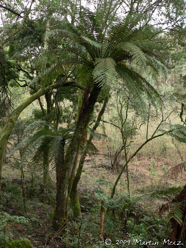 Dicksonia sellowiana