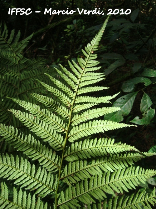 Dicksonia sellowiana