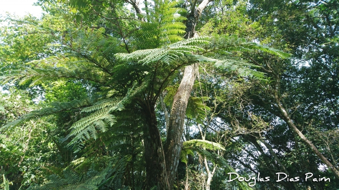 Dicksonia sellowiana