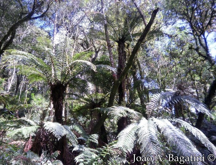 Dicksonia sellowiana