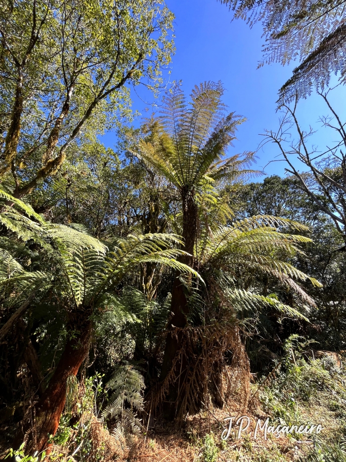 Dicksonia sellowiana