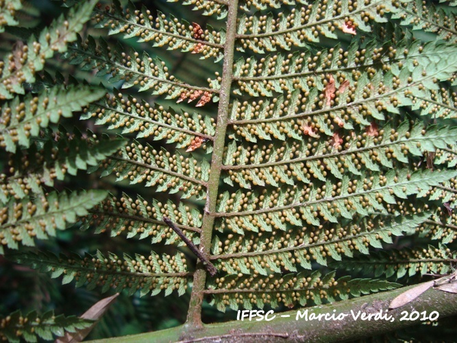 Dicksonia sellowiana