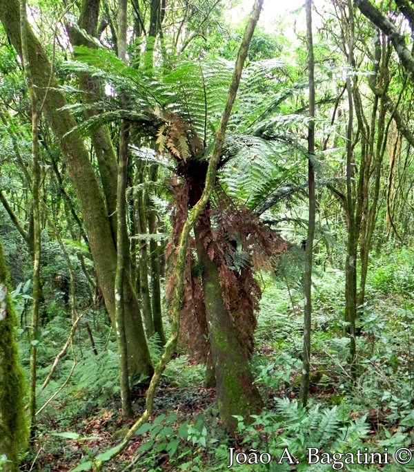 Dicksonia sellowiana