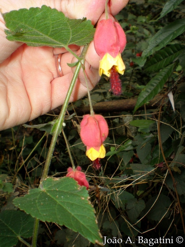 Abutilon vexillarium