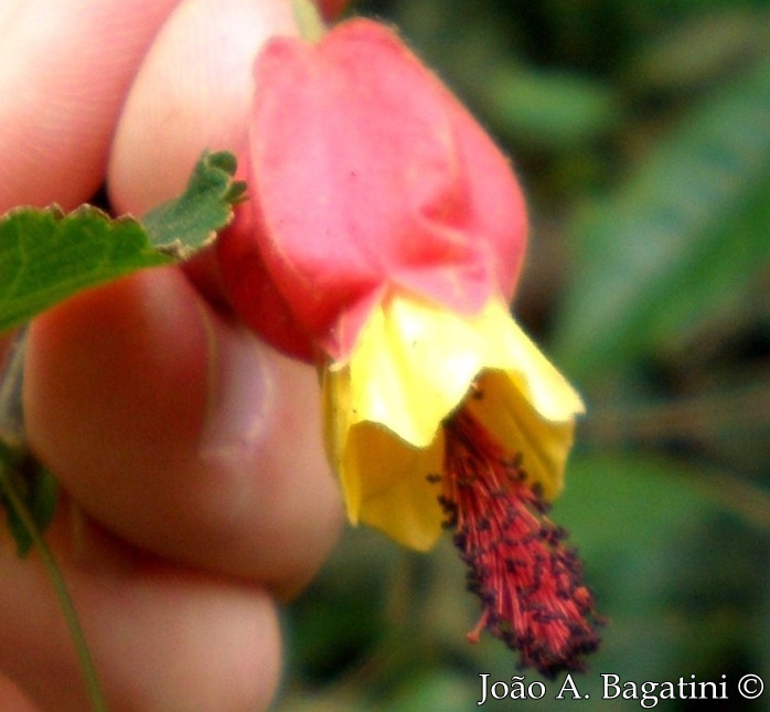 Abutilon vexillarium