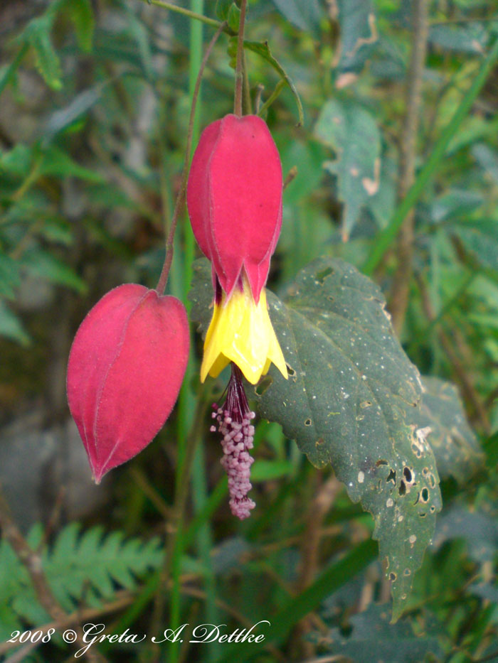 Abutilon vexillarium