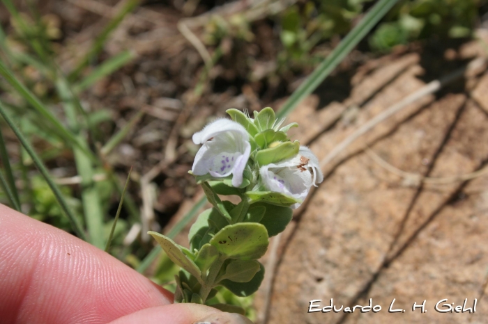 Glechon marifolia