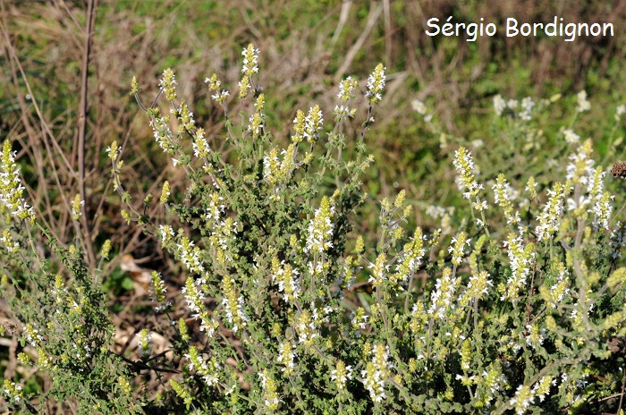 Cunila spicata