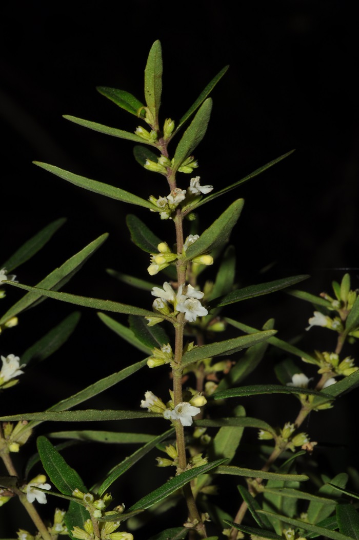 Cunila angustifolia