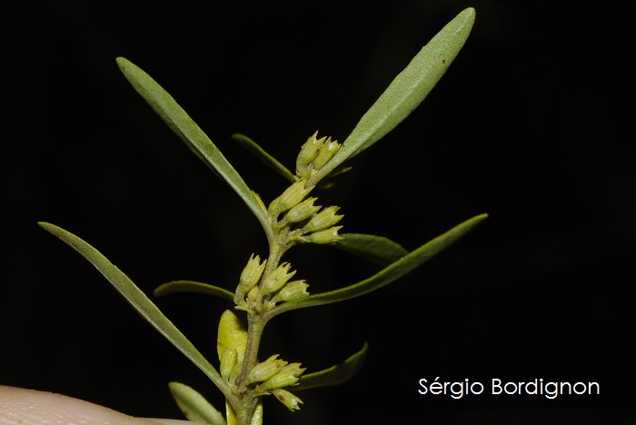 Cunila angustifolia