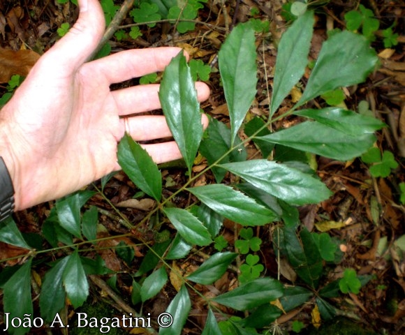 Roupala asplenioides