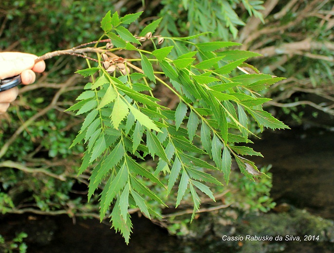 Roupala asplenioides