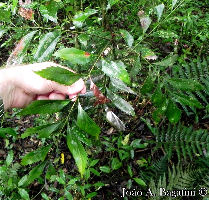 Roupala asplenioides