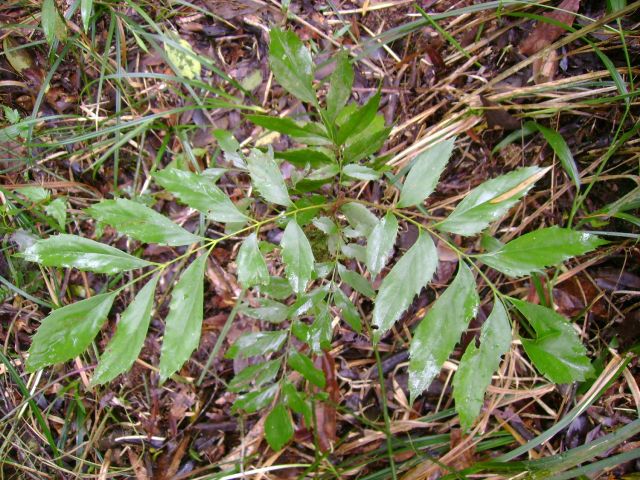 Roupala asplenioides