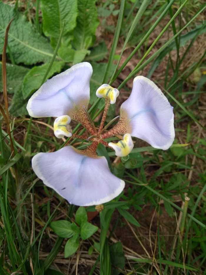 Onira unguiculata