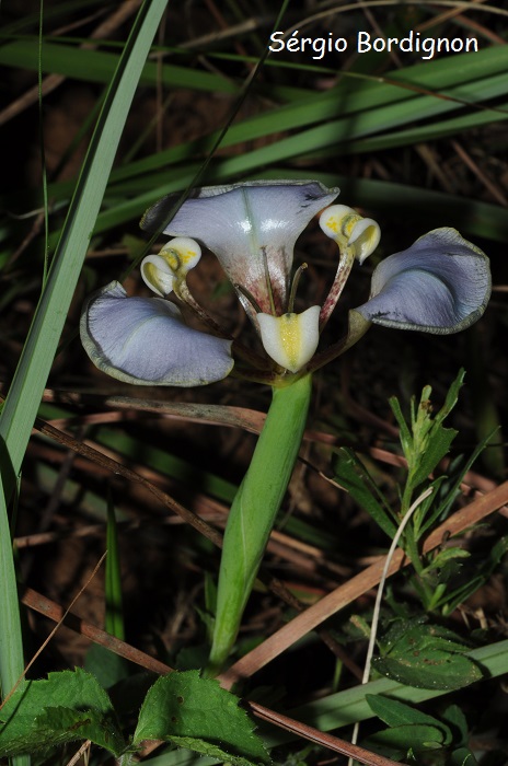 Onira unguiculata