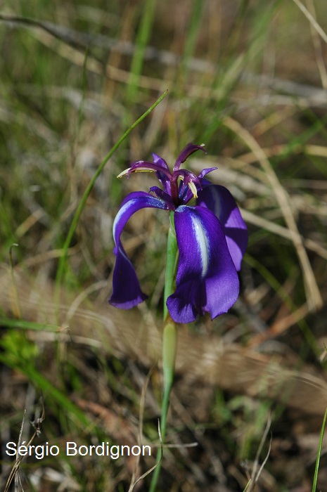 Herbertia pulchella