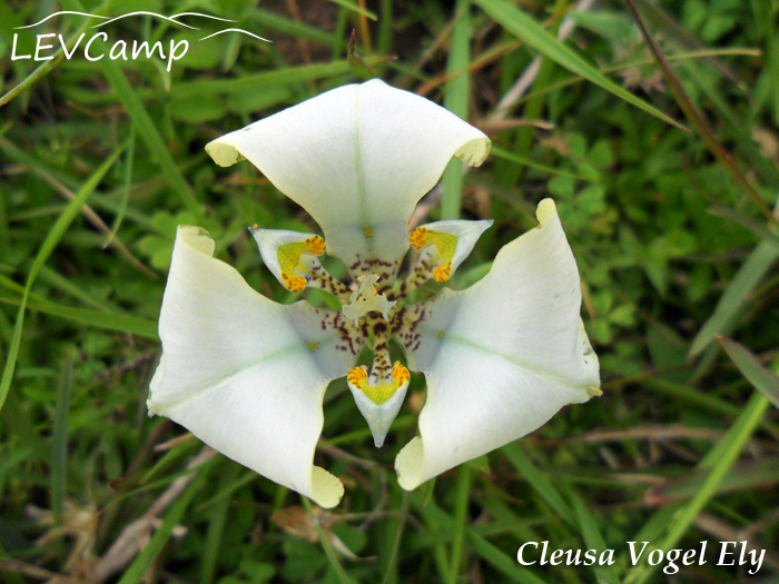 Cypella hauthalii