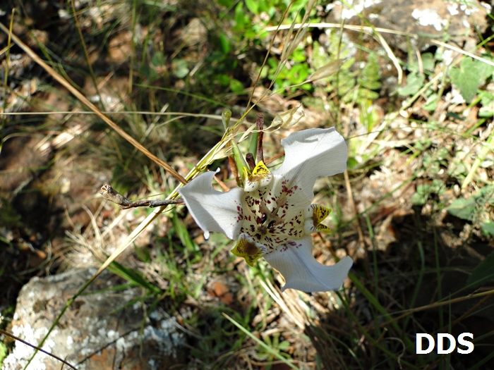 Cypella discolor