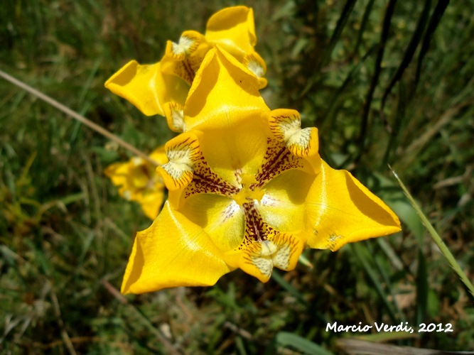 Cypella aquatilis