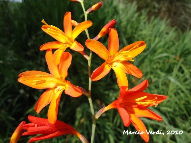 Crocosmia crocosmiiflora