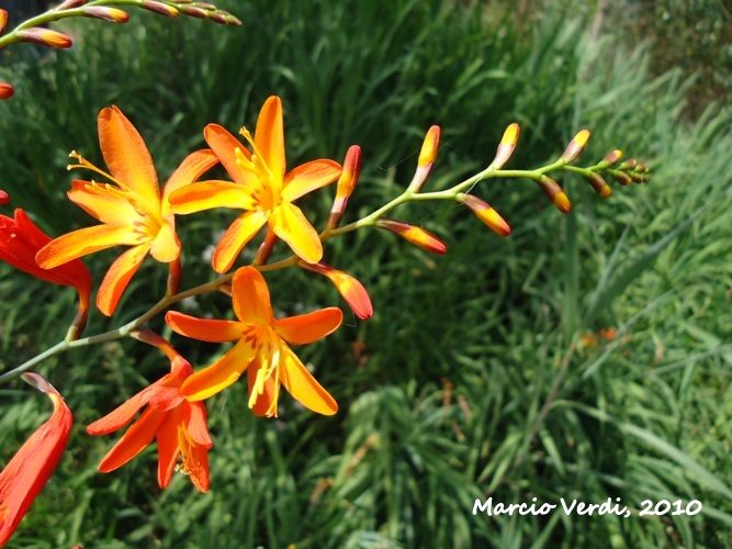 Crocosmia crocosmiiflora