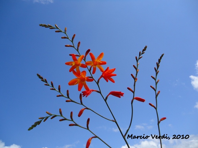 Crocosmia crocosmiiflora