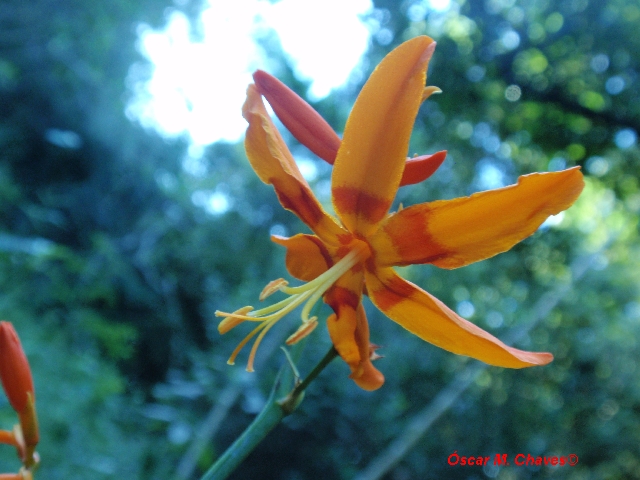 Crocosmia crocosmiiflora