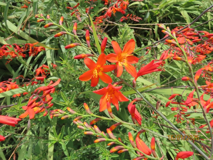 Crocosmia crocosmiiflora