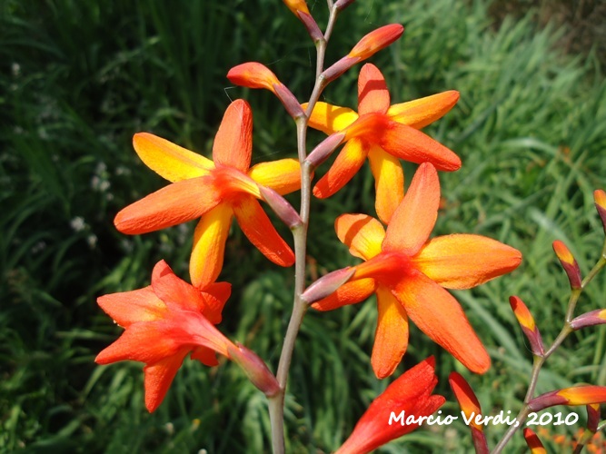 Crocosmia crocosmiiflora