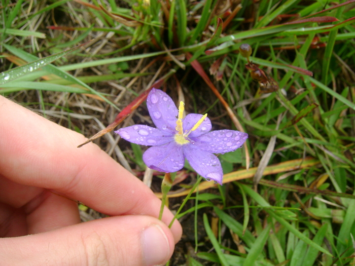 Calydorea campestris