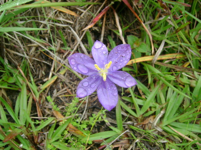 Calydorea campestris