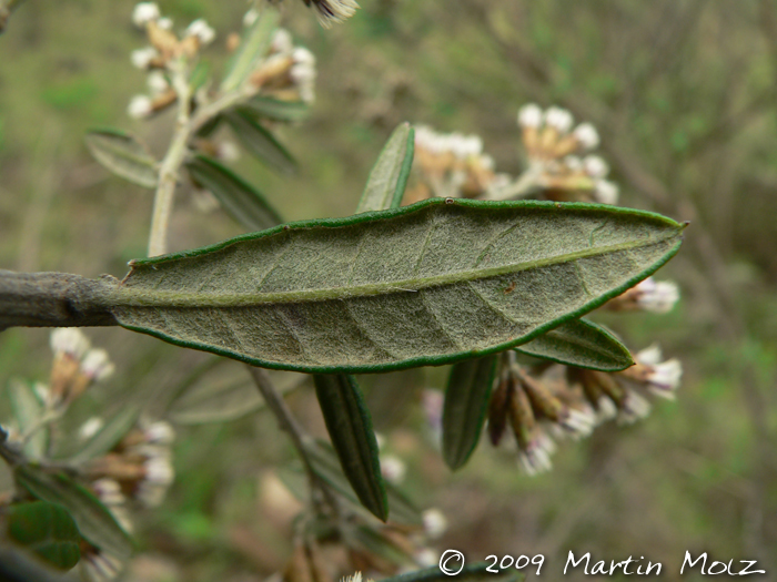 Vernonia nitidula