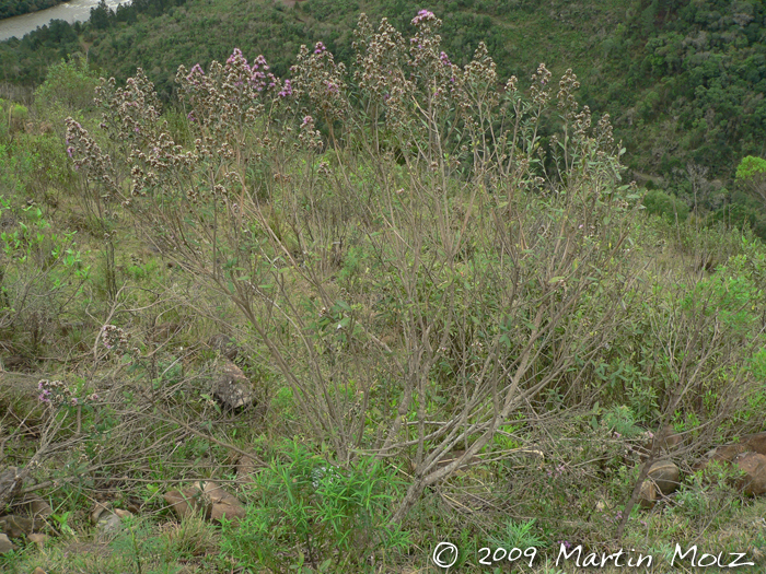 Vernonia nitidula