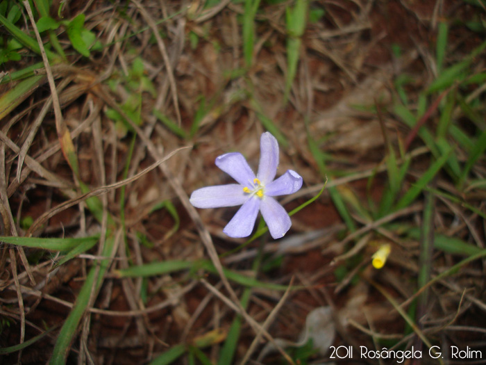 Calydorea approximata